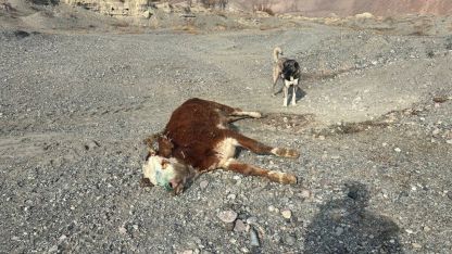 Erzincan’da tehlikeli sorumsuzluk: Şaplı hayvanlar meraya atıldı