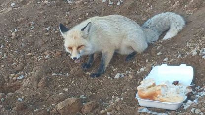 Pomza ocağının maskotu tilki: 3 yıllık sıra dışı dostluk