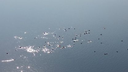Kars Barajı, göçmen kuşların yeni mekan