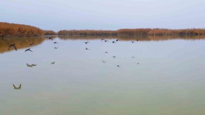 Bitlis’ten göç etmeyen kuşlar sıcak sulara sığındı