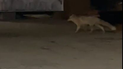 Muş’ta aç kalan tilki şehir merkezine indi