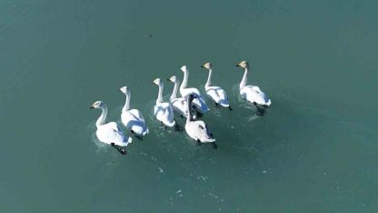 Süphan Dağı manzarasında kuğu dansı