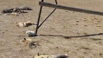 Van’da korkunç manzara: Düşen enerji hattı yaban hayvanlarını öldürdü