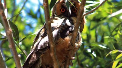 Özalp’te kulaklı orman baykuşu görüntülendi