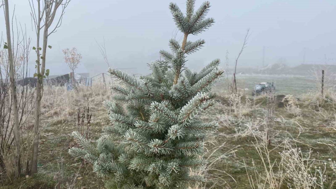 Ağrı’da kırağı etkili oldu