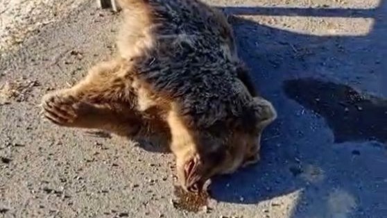 Aracın çarptığı ayı telef oldu