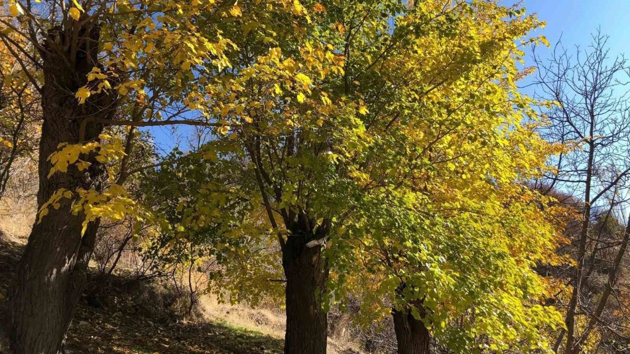Arapgir’de sonbahar doğal güzelliğiyle görenleri hayran bıraktırıyor