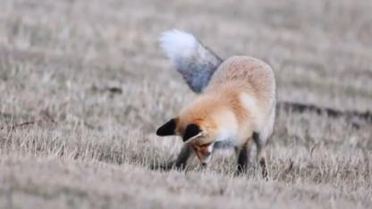 Ardahan’da kızıl tilkinin fare avı