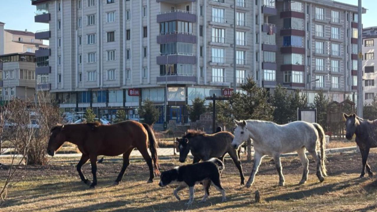 Atlar çarşıya indi!