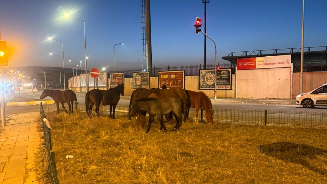 Başıboş atlar trafiği birbirine kattı