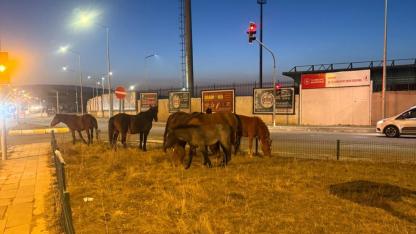Başıboş atlar trafiği birbirine kattı