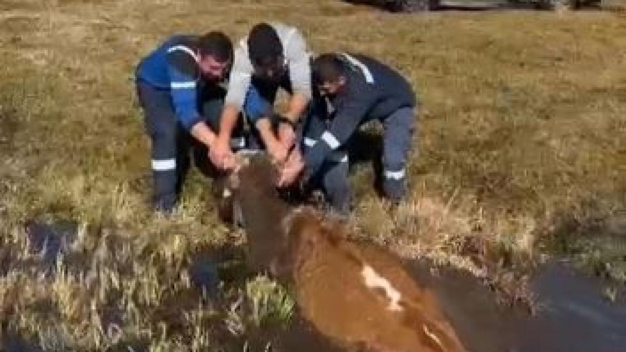 Bataklığa saplanan inek kurtarıldı