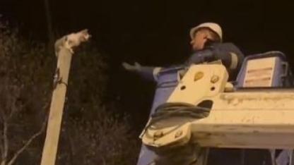 Direkte mahsur kalan kediyi Aras EDAŞ ekipleri kurtardı