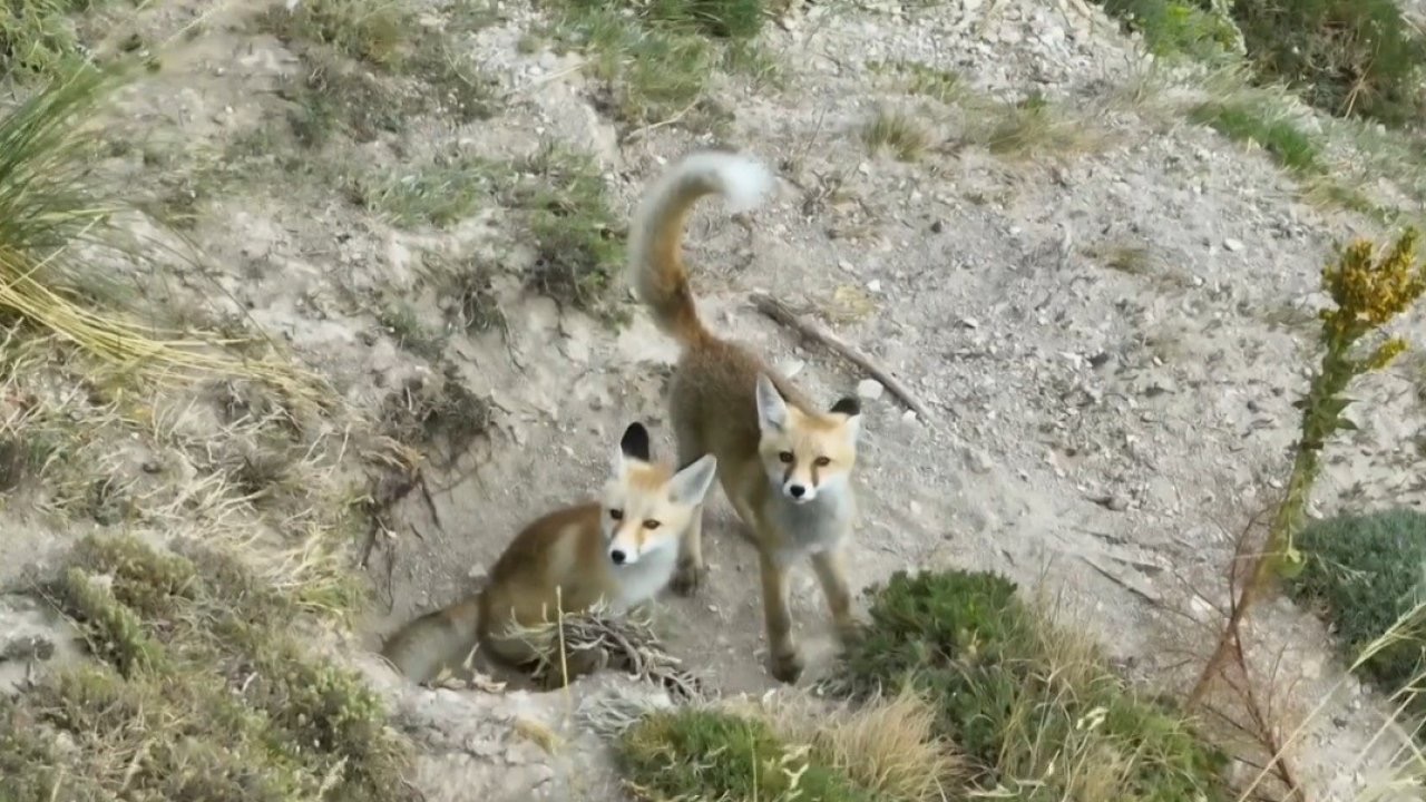 Doğanın sevimli yüzü: Tilki ailesi havadan görüntülendi