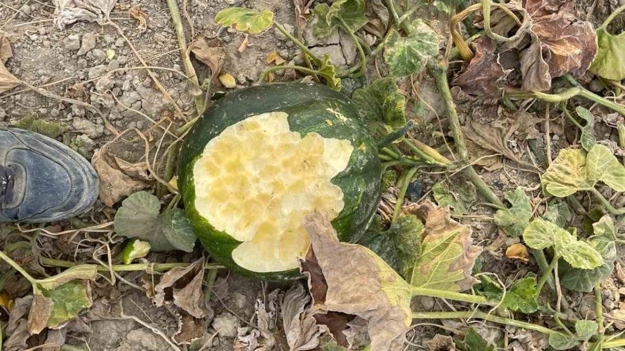 Elazığ’da bahçeler domuzlarının istilasına uğradı