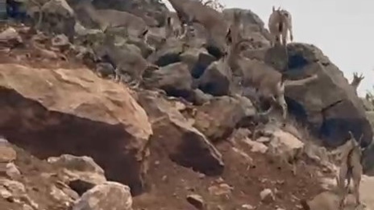 Elazığ’da dağ keçileri sürü halinde görüntülendi
