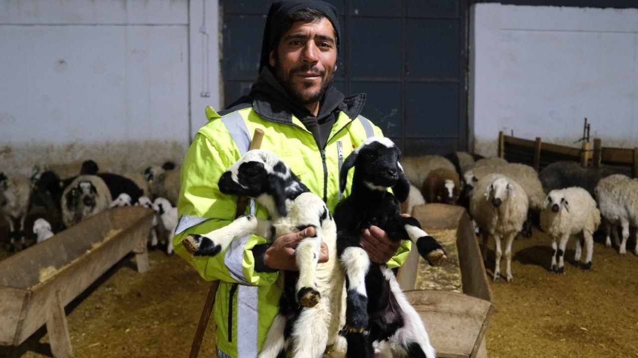 Erzincan’da yılın ilk kuzuları doğdu: Üreticilerin umudu tazelendi