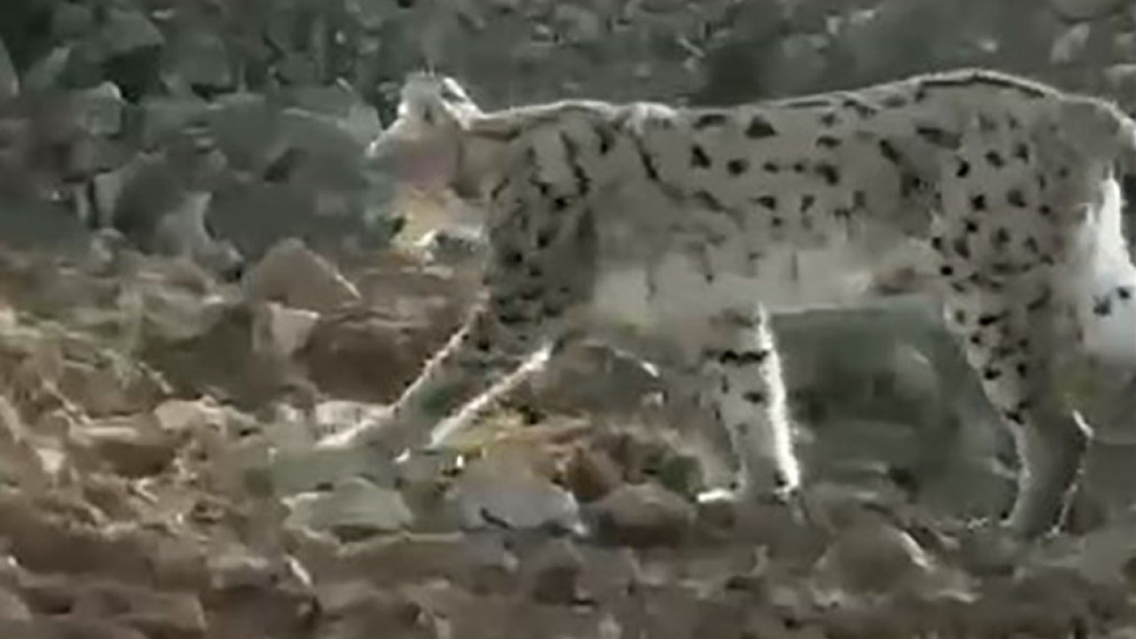 Hakkari’de vaşak görüntülendi