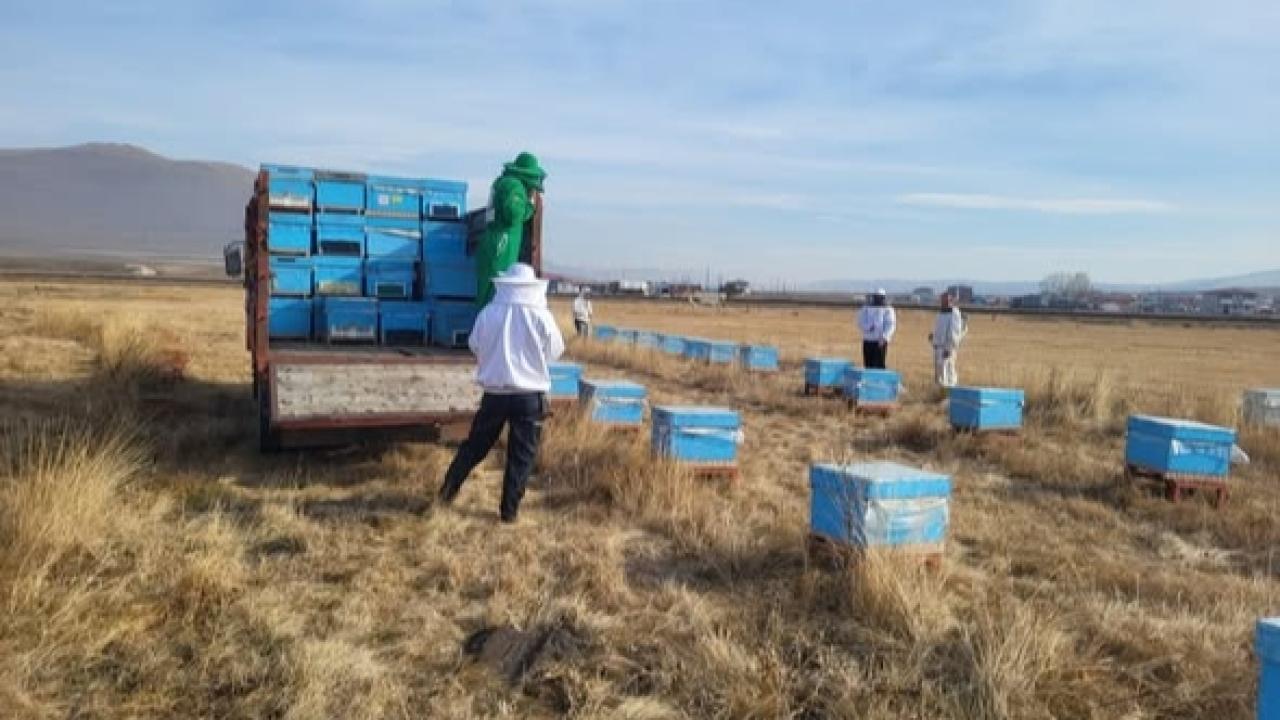 Kafkas Arıları kışa Şavşat’ta girdi