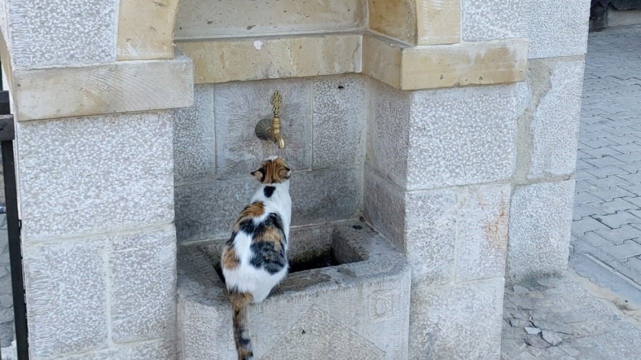 Kemaliye’nin sevimli kedisi ‘Tekir’ çeşme başı müdavimi oldu