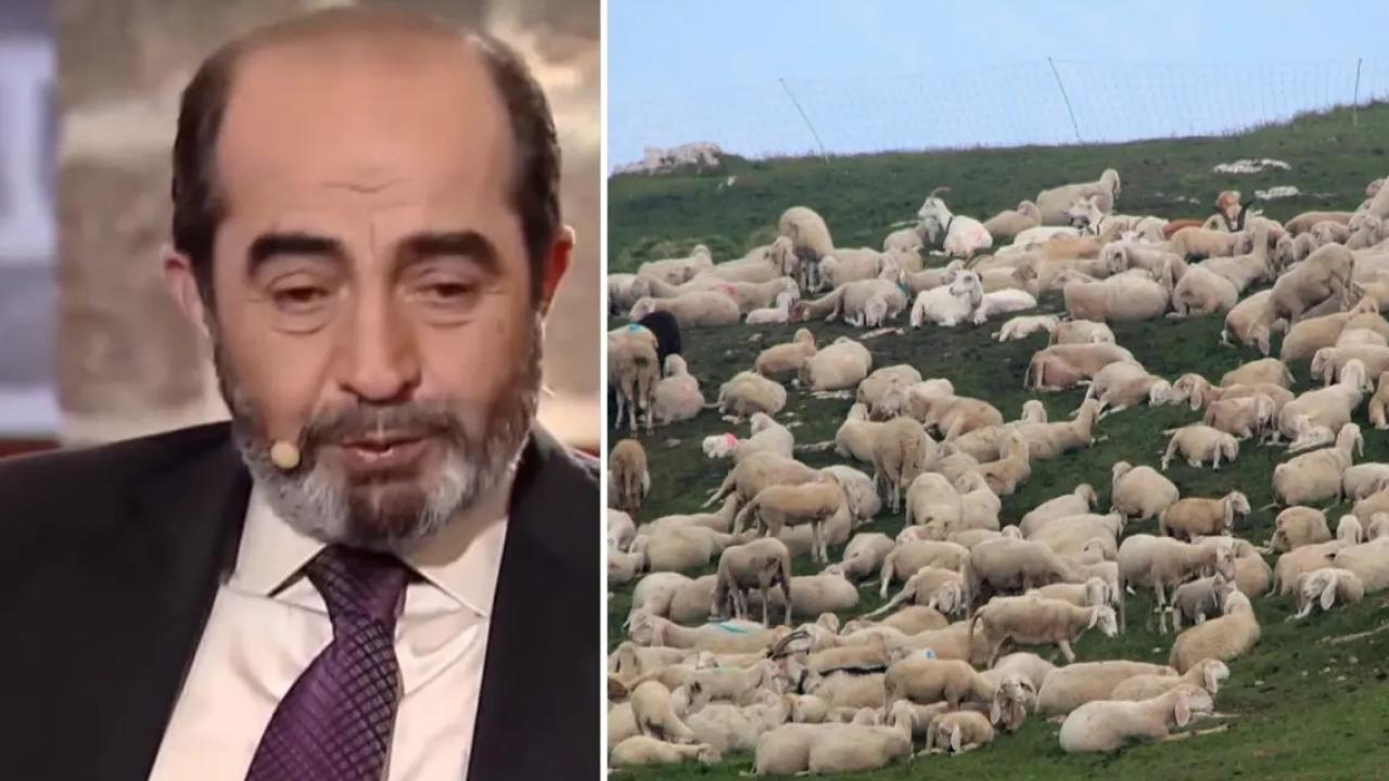 Koyunların Sezgisi 90 Yıllık Sırrı Ortaya Çıkardı