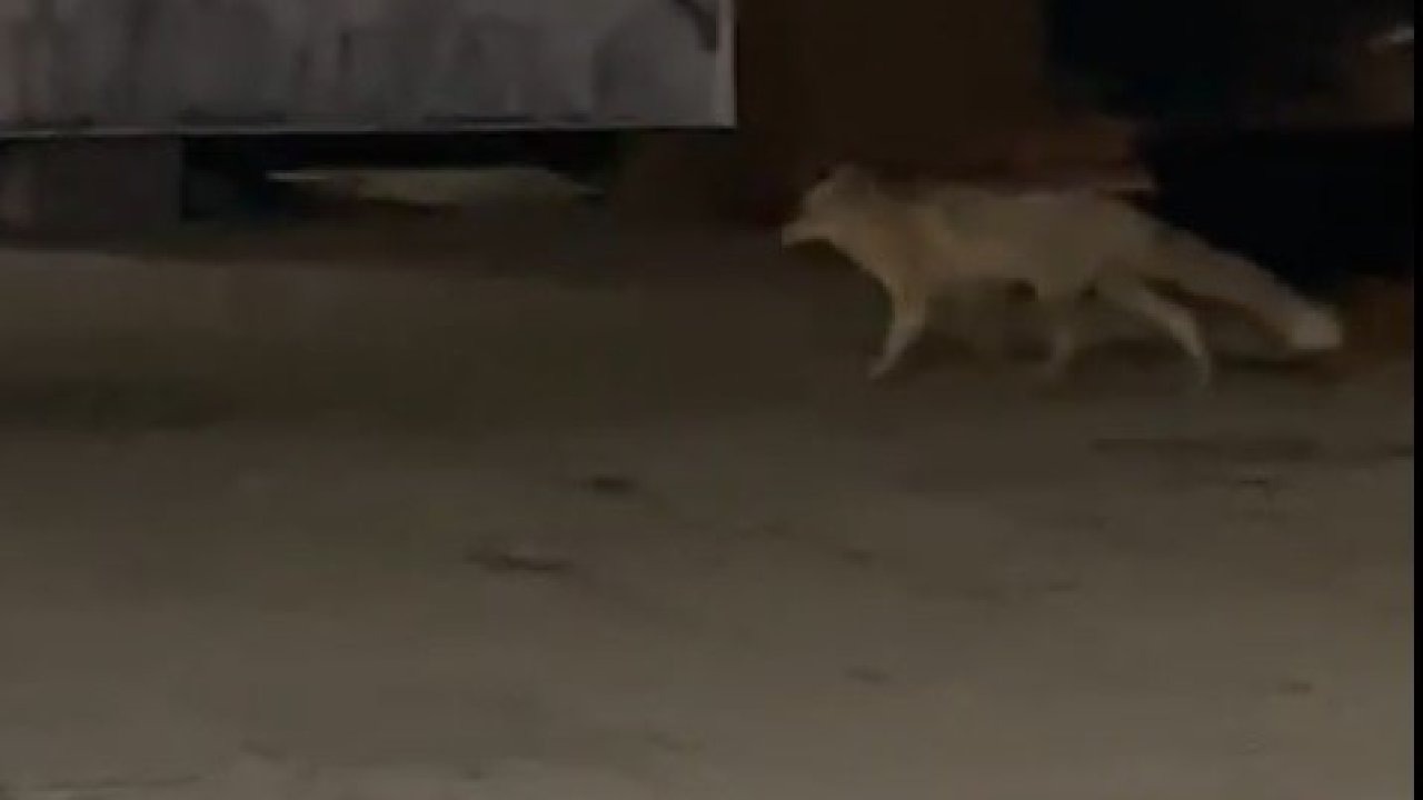 Muş’ta aç kalan tilki şehir merkezine indi