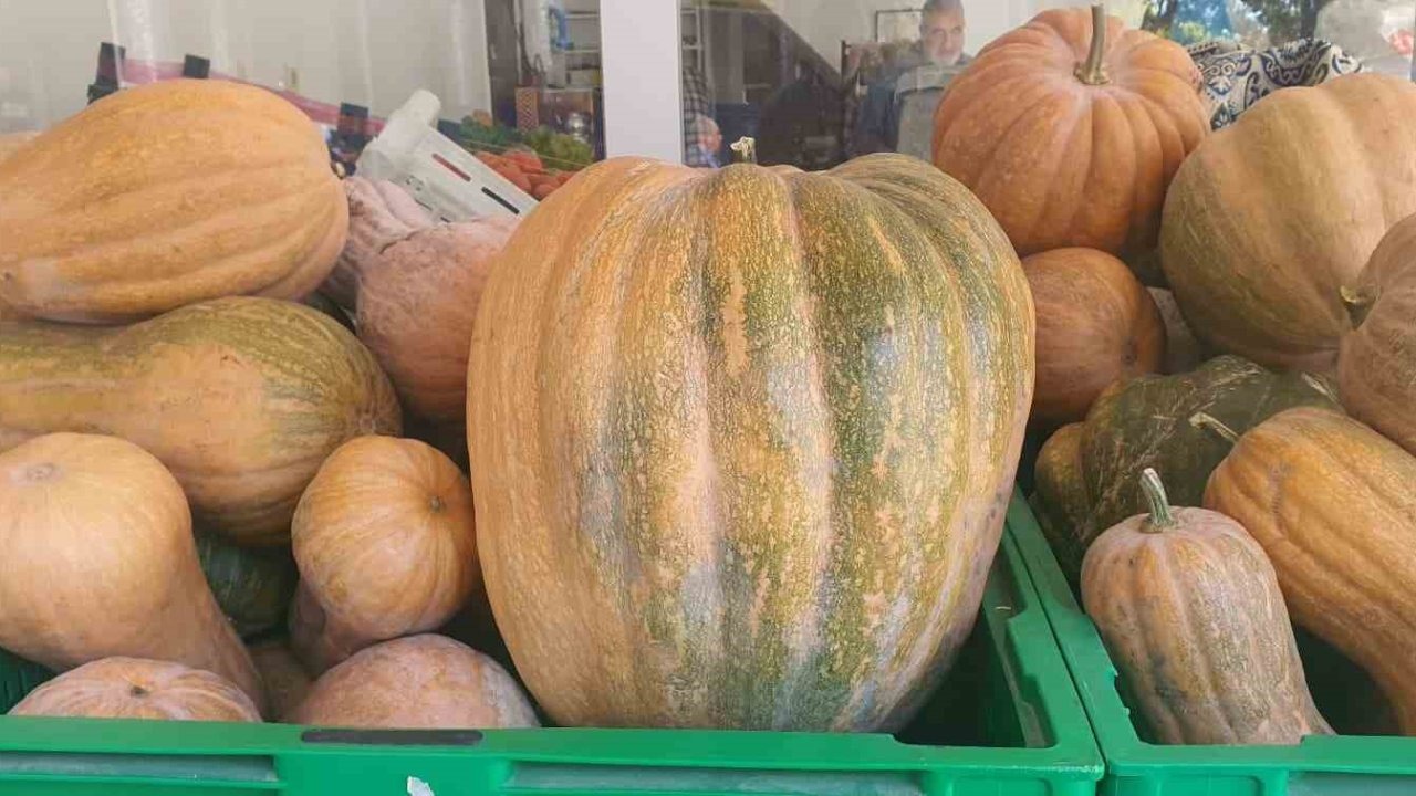 Palu’da ata tohumu kabaklar 35 kiloya ulaştı