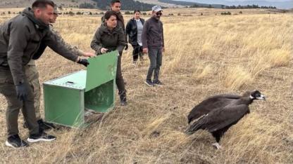 Yaralı bulunan yaban kuşları tedavi edilip doğaya bırakıldı