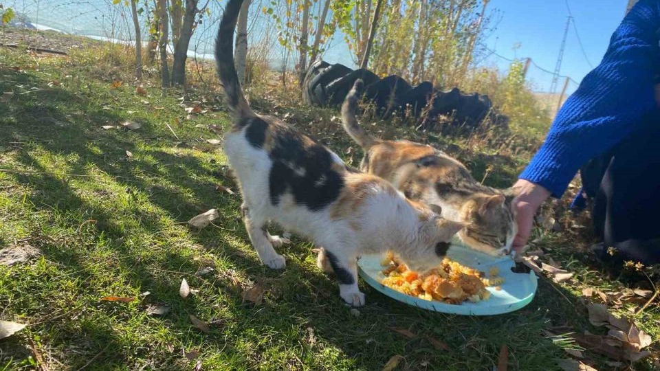 Sokak hayvanlarını elleriyle besliyor, onlara yuva oluyor