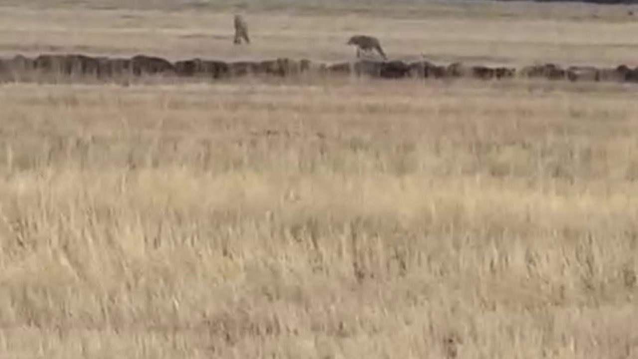 Susuz’da kurt sürüsü görüntülendi