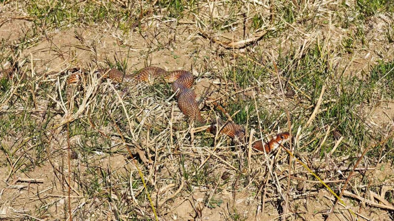 Tatvan’da nadir görülen kırmızı yılan görüntülendi