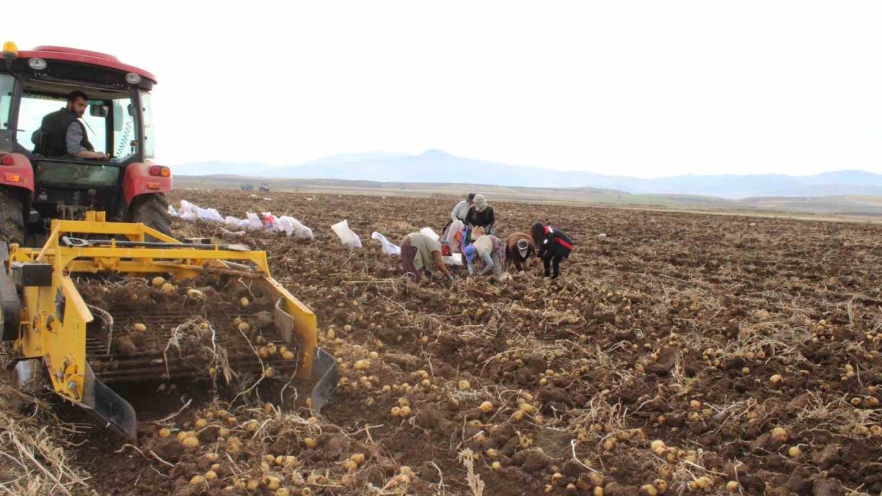 Tercan Ovası’nda kışlık patates bereketi