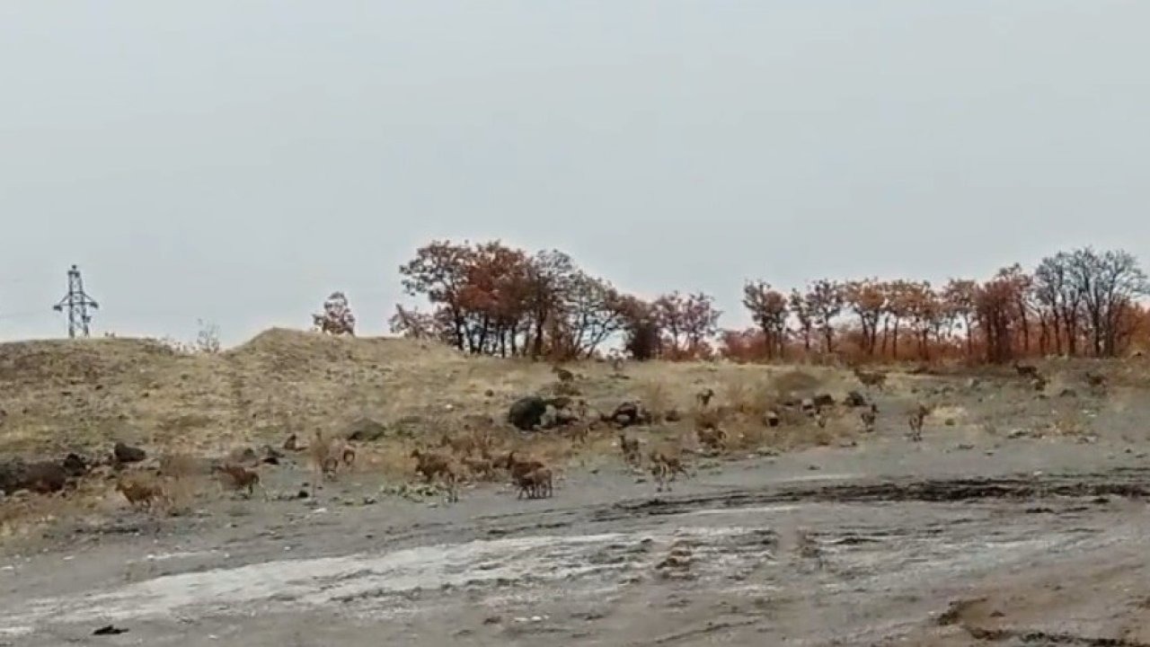 Tunceli’de dağ keçisi sürüsü görüntülendi