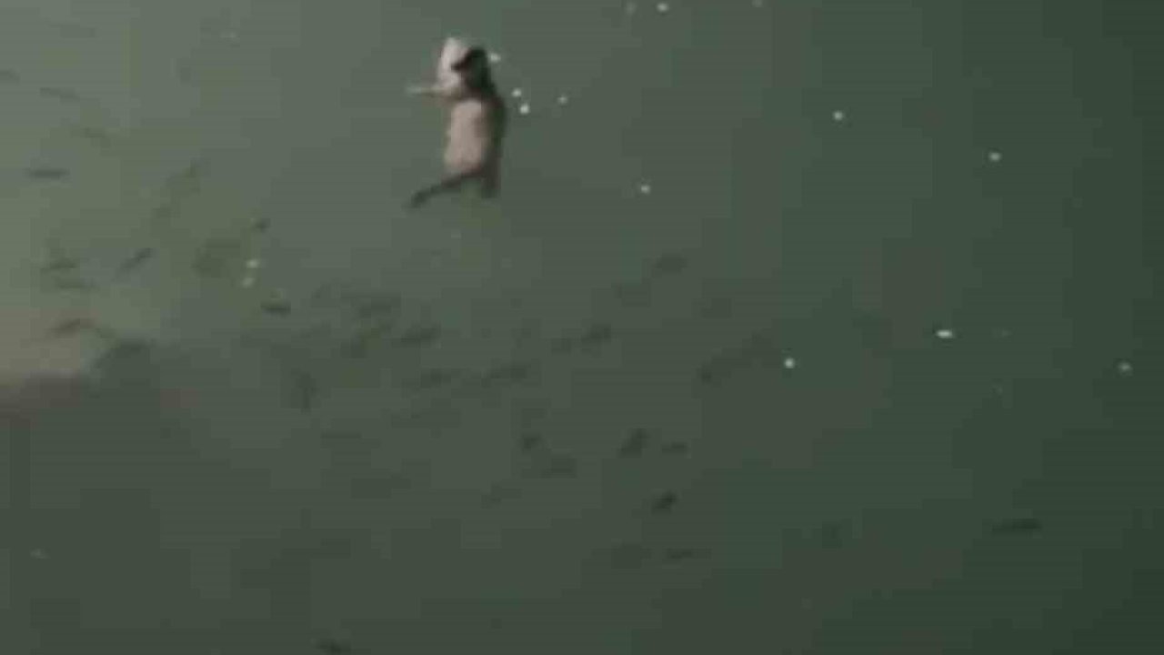 Tunceli’de su samuru görüntülendi