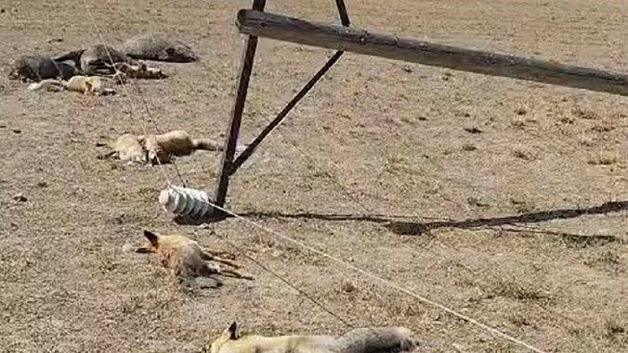 Van’da korkunç manzara: Düşen enerji hattı yaban hayvanlarını öldürdü