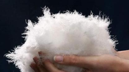 White Feather’dan Kaz Yetiştiricilerine Ek Gelir Fırsatı: Kaz Tüyü Alımı Başladı