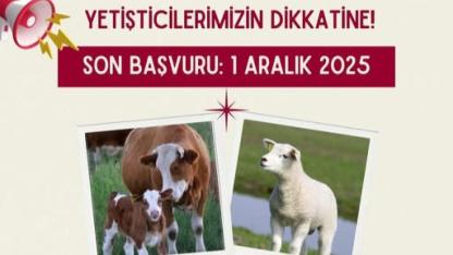 Yetiştiricilere müjde: Hayvancılık destek başvuruları başladı