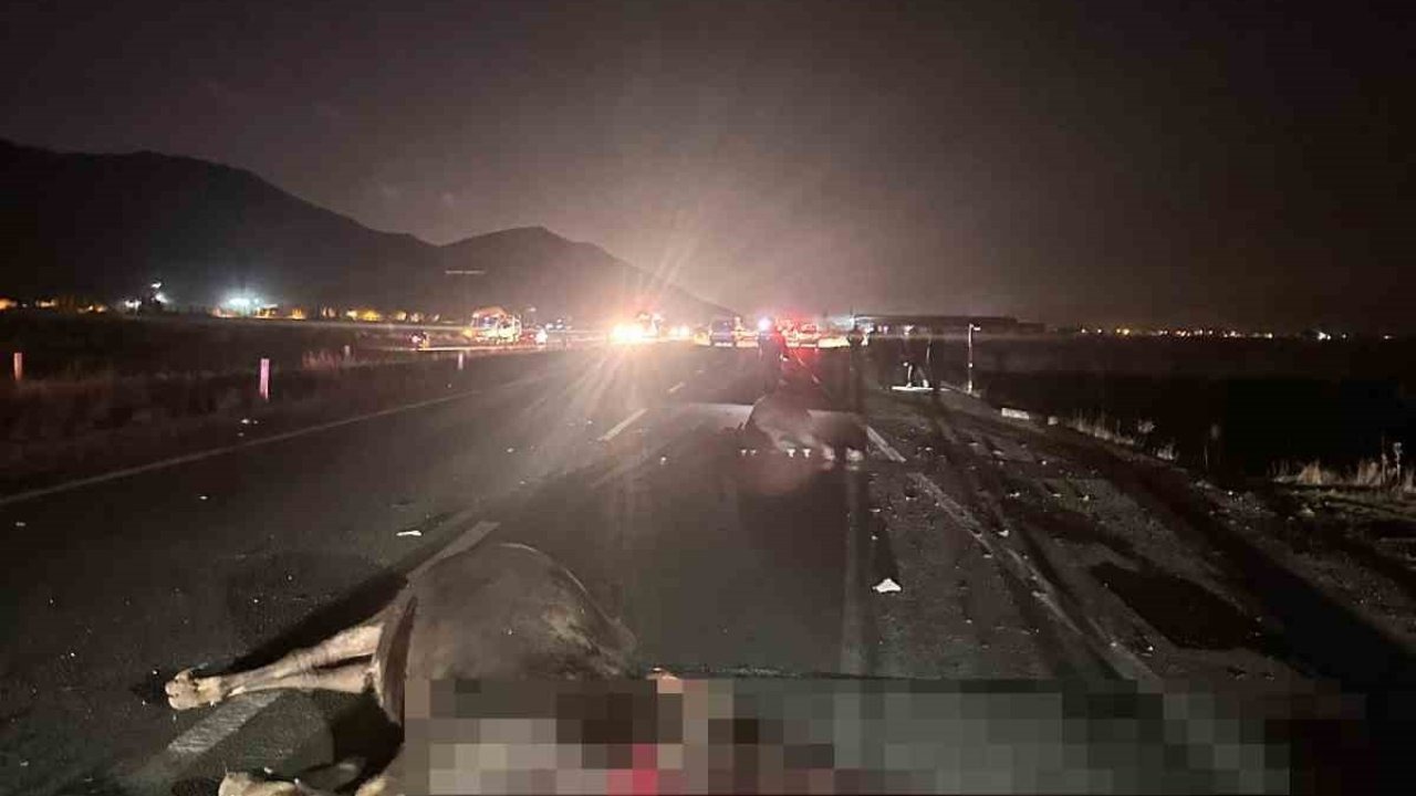 Yola çıkan inekler kazaya neden oldu: 1 yaralı