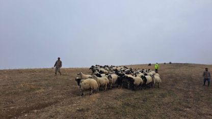 Jandarma arazide kaybolan küçükbaş hayvanları bularak sahibine teslim etti