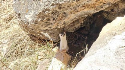 Hakkarili dağcılar nesli tükenen gelincik görüntüledi