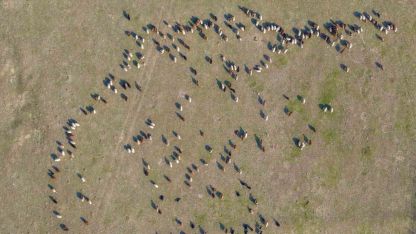Muş’ta kar yağmayınca yem giderleri azaldı