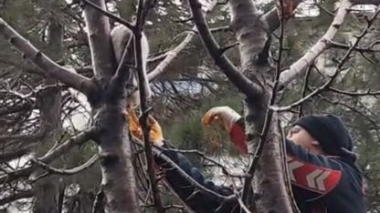 Ağaçta mahsur kalan kedi kurtarıldı