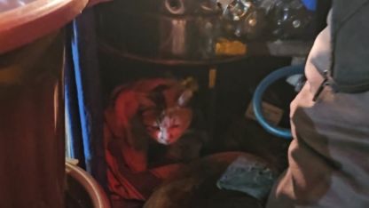 Sokak kedisine üşümesin diye kestane kazanının yanında bakıyor