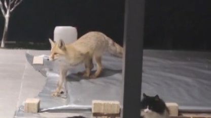 Erzincan’da kedilerin mamasına göz diken tilki kedinin saldırısına uğradı