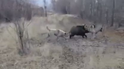 Muş’ta yaban domuzu ile çoban köpeklerinin kovalamacası kamerada