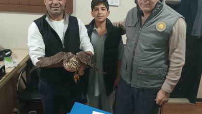 Yaralı şahin tedavi altına alındı