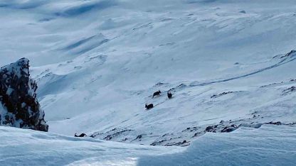 Çatak’ta dağ keçileri görüntülendi