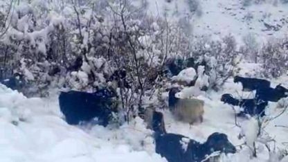 Hizan’da kar yağışı, sürüyü hazırlıksız yakaladı