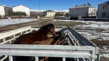 Kış şartları öncesi önlem: Başıboş binek hayvanları toplatıldı