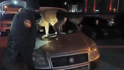 Bitlis’te 6 kilo 100 gram skunk maddesi ele geçirildi